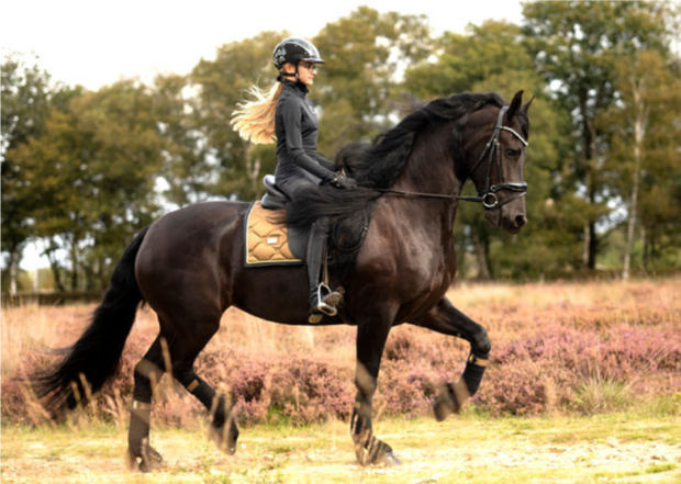 Equestrian Stockholm golden brash 