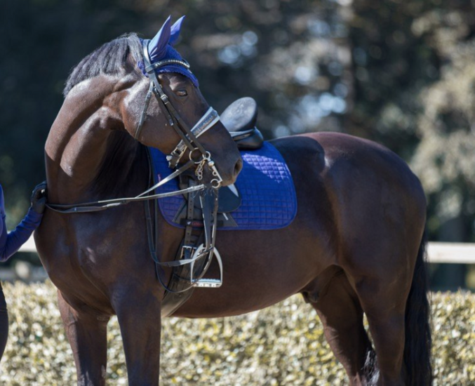 Le Mieux Dressage Suede Ink Blue