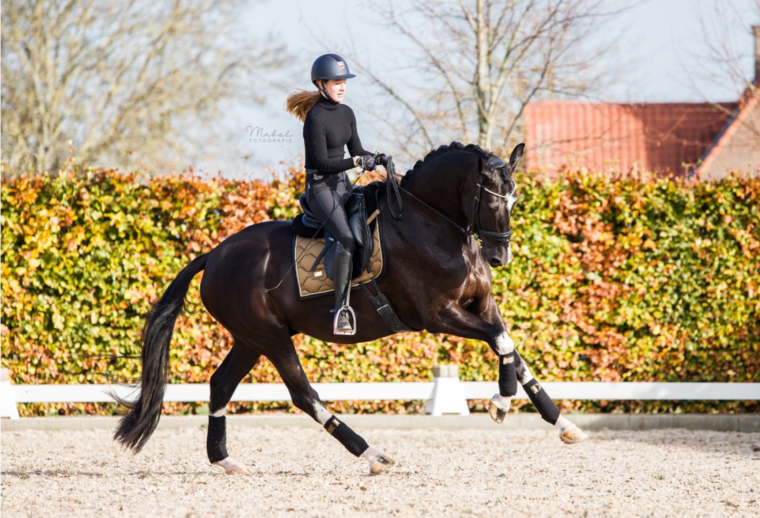 Equestrian Stockholm golden brash 