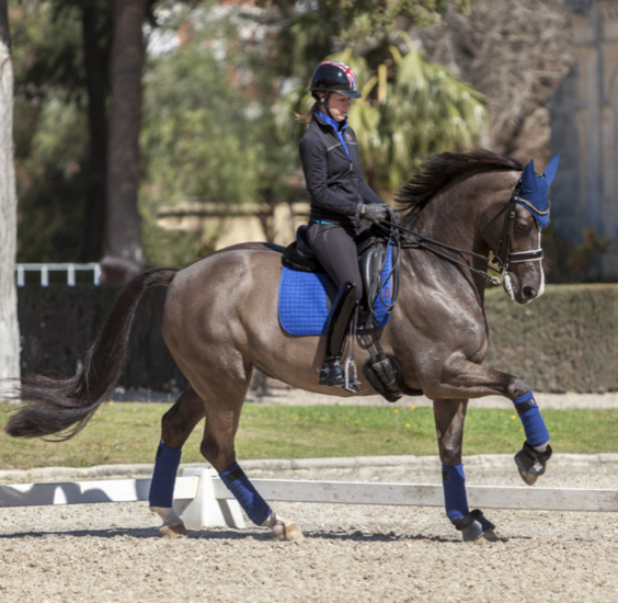 Le Mieux Dressage Suede Benneton Blue full 