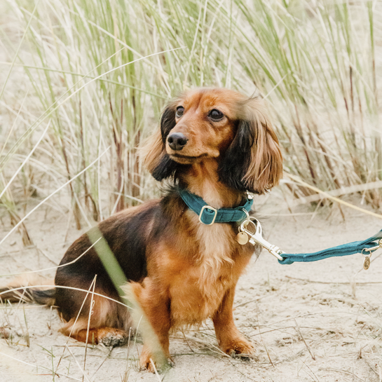 Kentucky honden halsband Velvet Emerald