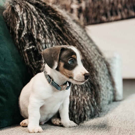 honden halsband Velvet blauw