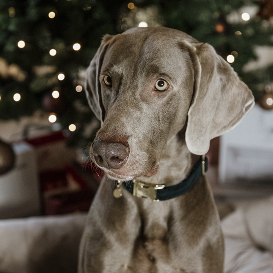 Kentucky honden halsband corduroy pine green 