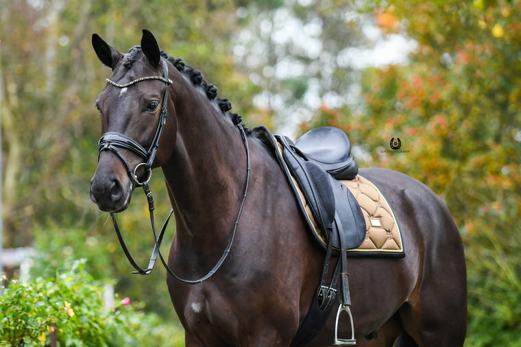 Equestrian Stockholm golden brass dressuur