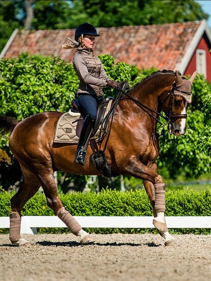 Equestrian Stockholm Champagne Dressage