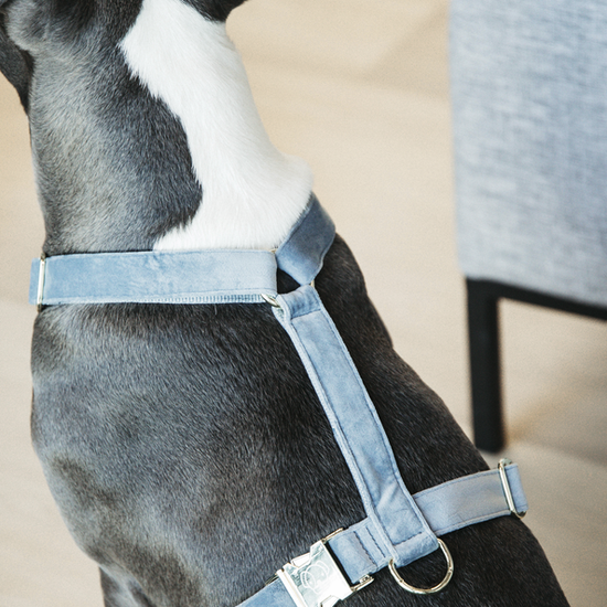 Kentucky honden loop harnas light blue  velvet