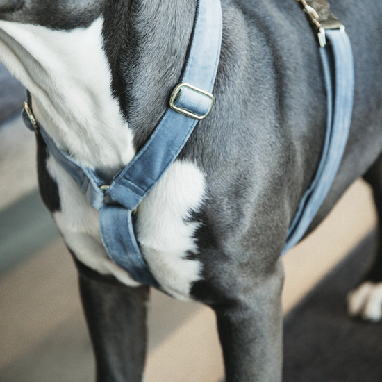 Kentucky honden loop harnas light blue  velvet