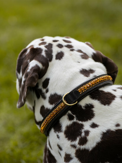 Equestrian Stockholm hond halsband Bronze Gold 