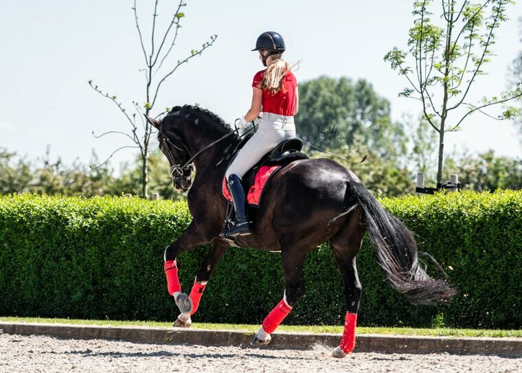 Equestrian Stockholm Grenadine Dressage