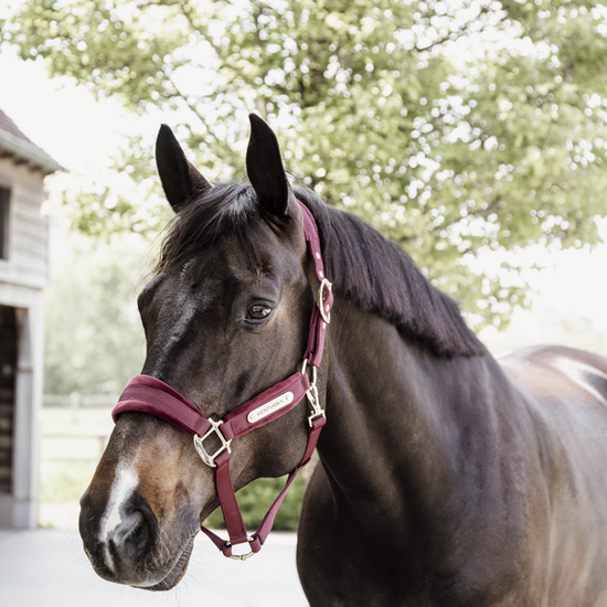 Kentucky Velvet halster bordeaux