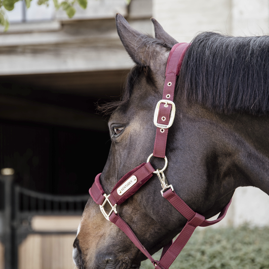 Kentucky Velvet halster bordeaux