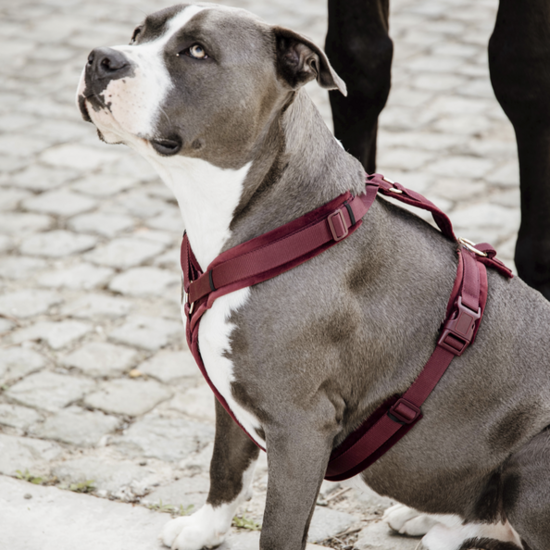 Aan beroemd Natura Kentucky honden harnas actief velvet Bordeaux