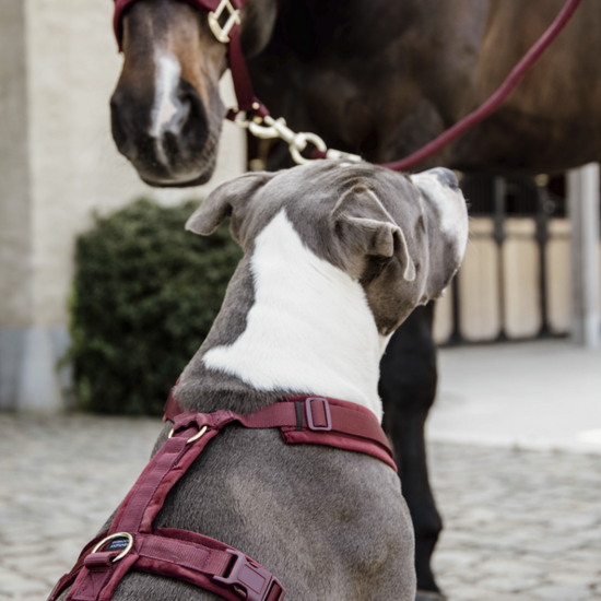 Kentucky honden harnas actief velvet Bordeaux