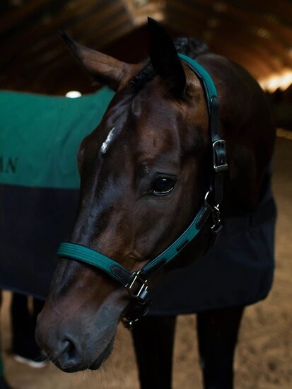  Equestrian Stockholm LEREN Halster met HENGSTEN touw Sycamore Green