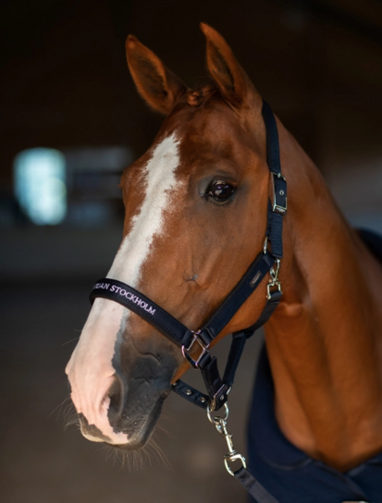  Equestrian Stockholm CLEAN Halster met  touw Modern tech navy