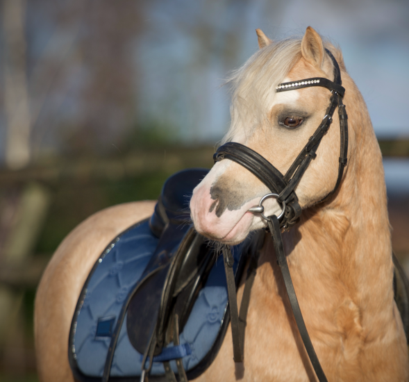  Equestrian Stockholm pony dekje Dark Venice