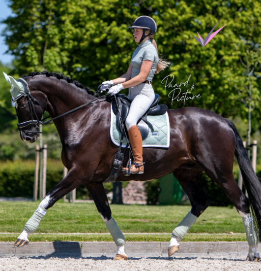 Equestrian Stockholm vliegenoortje Pistachio 