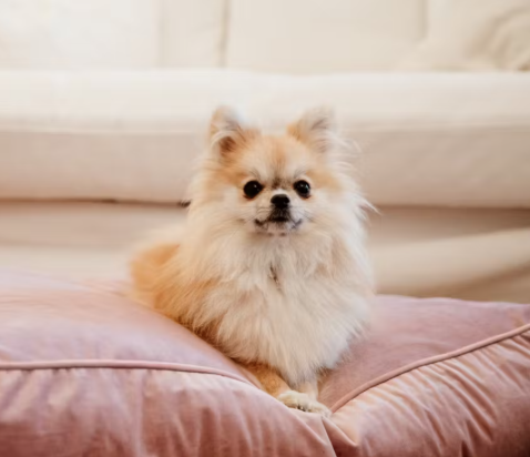 Kentucky honden bed velvet oud roze 