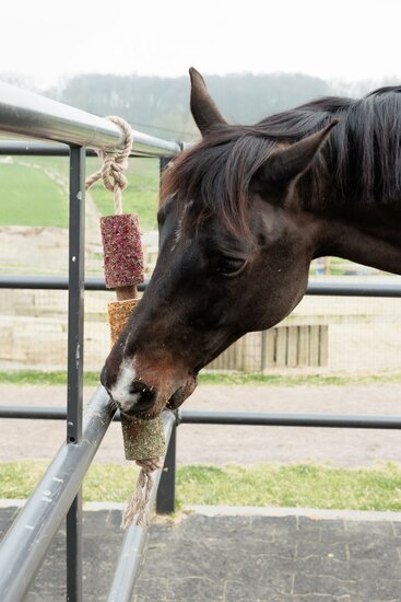 Houten relax Paardenspeelgoed 