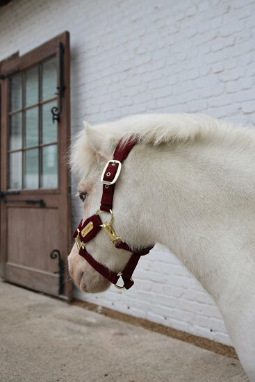  Kentucky Velvet halster Bordeaux MINI SHETTY 