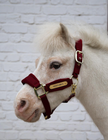  Kentucky Velvet halster Bordeaux MINI SHETTY 