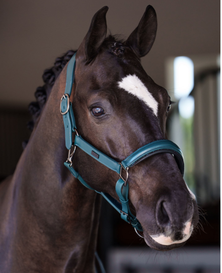  Equestrian Stockholm anatomisch LEREN GLIMMER Halster Teal Blue 