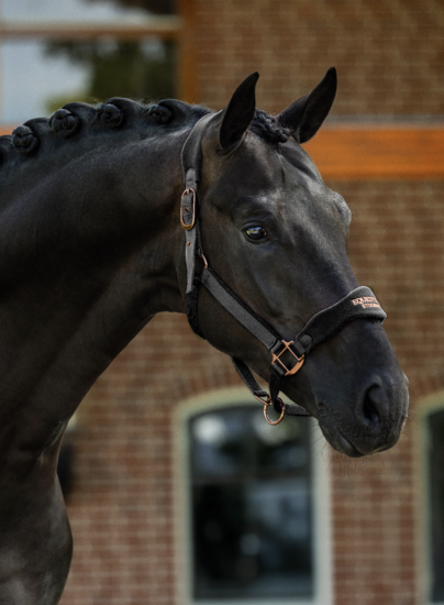  Equestrian Stockholm Anatomic Fleece Halster Black Blush