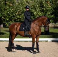 Equestrian Stockholm Bandages All Black  glimmer 