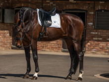 Equestrian Stockholm White Perfection Silver Dressage