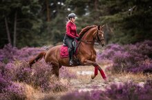  Equestrian Stockholm Bordeaux pad dressuur 