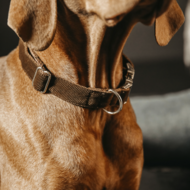 Kentucky honden halsband corduroy bruin 