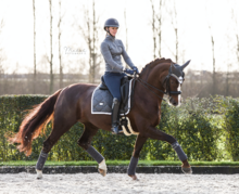 Equestrian Stockholm Cloud oornetje 