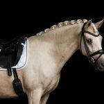 Equestrian Stockholm White Perfection Gold Dressage