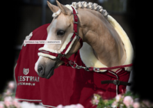 Equestrian Stockholm halster bordeaux met touw 