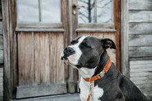 Kentucky hondenhalsband velvet oranje 