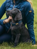 Equestrian Stockholm hond halsband Monaco Blue LAATSTE MAAT XS