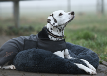 Equestrian Stockholm Donut hondenmand Dark Sky 