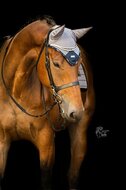 Equestrian Stockholm Sportive Blue Ash oortje 