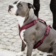 Kentucky honden harnas actief velvet Bordeaux