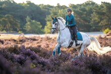 Equestrian Stockholm zadeldek dressuur Aurora blues