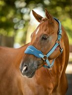 Le Mieux Vogue halster Marine MAAT COB