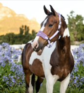 Le Mieux Vogue halster WISTERIA