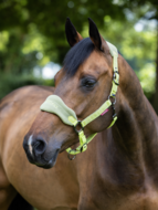 Le Mieux Vogue halster KIWI