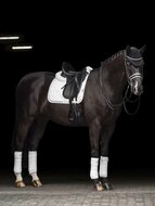 Le Mieux Crystal Suede Dressage White