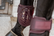 Kentucky kogelbeschermer Jonge paarden Bordeaux