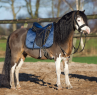  Equestrian Stockholm JUMP Full Dark Venice