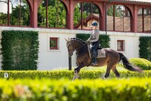 Le Mieux zadeldekje Loire dressuur Walnut