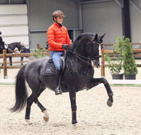 IndraHorse FANTASY zwart/oranje