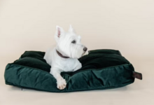 Kentucky honden bed velvet Pine Greene
