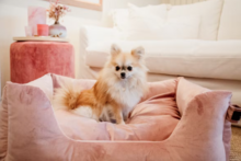 Kentucky hondenmand velvet ROZE